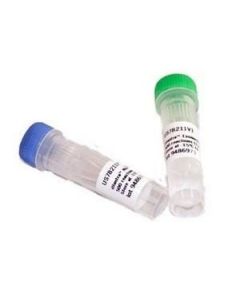 Cytiva illustra ExoProStar Enzymatic PCR clean up technology illustra Exonuclease I and Alkaline