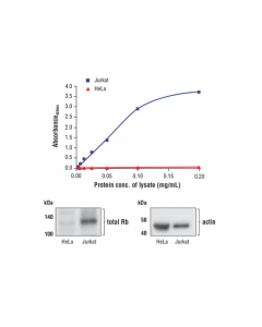 Cell Signaling Fastscan Total Rb Elisa Kit