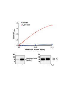 Cell Signaling Fastscan Phospho-Slp-76 (Ser376) Elisa Kit