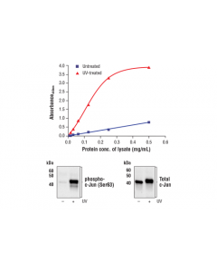 Cell Signaling Fastscan Phospho-C-Jun (Ser63) Elisa Kit