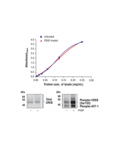 Cell Signaling Fastscan Total Creb Elisa Kit