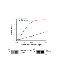Cell Signaling Fastscan Phospho-Gsk-3alpha (Ser21) Elisa Kit