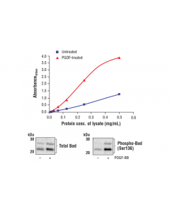 Cell Signaling Fastscan Phospho-Bad (Ser136) Elisa Kit