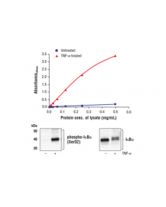 Cell Signaling Fastscan Phospho-Ikappabalpha (Ser32) Elisa Kit