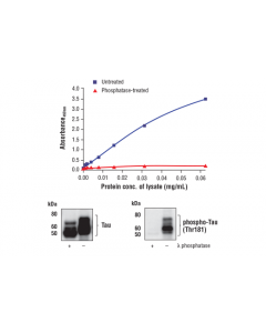 Cell Signaling Fastscan Phospho-Tau (Thr181) Elisa Kit