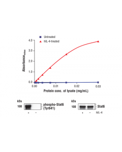 Cell Signaling Fastscan Phospho-Stat6 (Tyr641) Elisa Kit