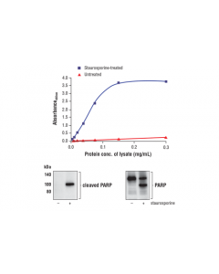 Cell Signaling Fastscan Cleaved Parp (Asp214) Elisa Kit