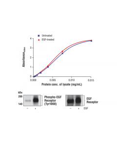 Cell Signaling Fastscan Total Egf Receptor Elisa Kit