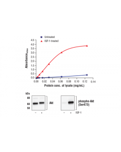 Cell Signaling Fastscan Phospho-Akt (Ser473) Elisa Kit