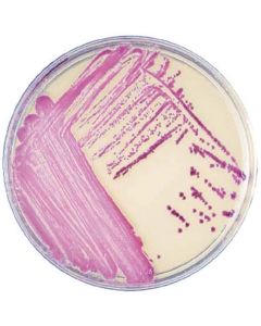 BD Bbl™ Chromagar™ Mrsa Ii Plate, 100mm, 20/PK (Short Dated) (Drop