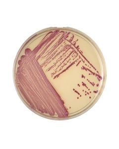 BD BBL CHROMagar MRSA-Plated Media