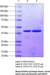 Cayman Cgas (161-522) (Human Recombinant); Purity- Greater Than O