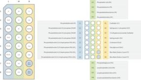 Cayman Cayman LipiDOT Strips™ - PIPs Plus