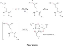 Cayman Transglutaminase Activity Assay Kit