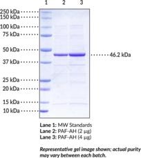 Cayman Dtnb Assay Reagent; Size- 1 Ea