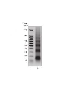 Cell Signaling Micrococcal Nuclease