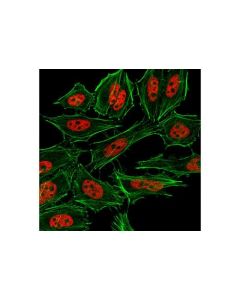 Cell Signaling Tri-Methyl-Histone H3 (Lys4) (C42d8) Rabbit mAb (Alexa Fluor  555 Conjugate)