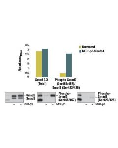 Cell Signaling Pathscan Total Smad2/3 Sandwich Elisa Kit