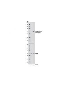 Cell Signaling Smad2/3 Control Cell Extracts