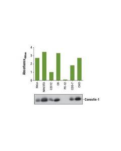Cell Signaling Pathscan Total Caveolin-1 Sandwich Elisa Kit