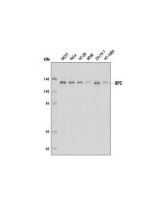 Cell Signaling Xpc Antibody