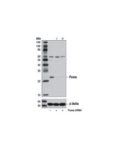 Cell Signaling Signalsilence Puma Sirna I