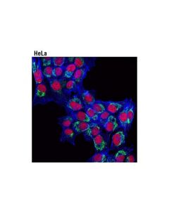Cell Signaling DyLight 650 Phalloidin 300 units