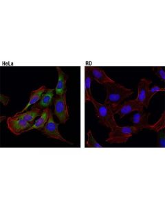 Cell Signaling Eif4b (1f5) Mouse mAb
