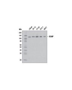 Cell Signaling Scap Antibody
