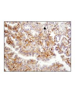 Cell Signaling Basigin/Emmprin (E1s1v) Rabbit mAb