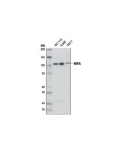 Cell Signaling Hira (D2a5e) Rabbit mAb