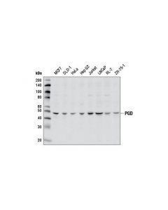 Cell Signaling Pgd Antibody