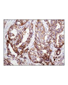 Cell Signaling Cd9 (D3h4p) Rabbit mAb