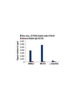 Cell Signaling Rev-Erbalpha (E1y6d) Rabbit mAb
