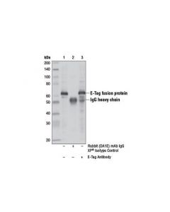 Cell Signaling E-Tag Antibody