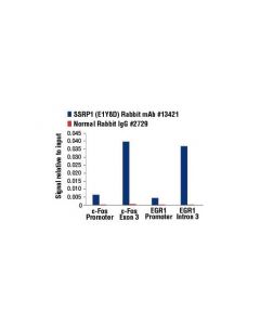Cell Signaling Ssrp1 (E1y8d) Rabbit mAb