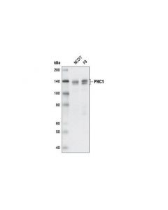 Cell Signaling Phc1 Antibody