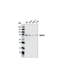 Cell Signaling Spartin Antibody