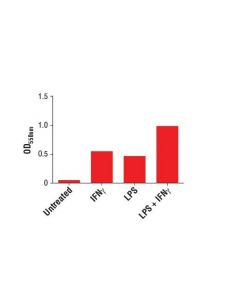 Cell Signaling Griess Reagent Nitrite Measurement Kit