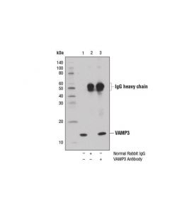 Cell Signaling Vamp3 Antibody