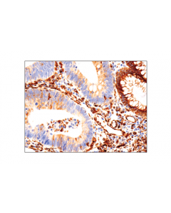 Cell Signaling Sting (D2p2f) Rabbit mAb