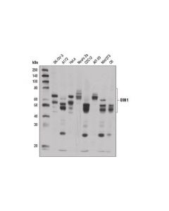 Cell Signaling Bin1 Antibody