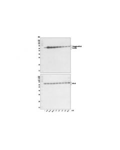 Cell Signaling Lipopolysaccharides (Lps)