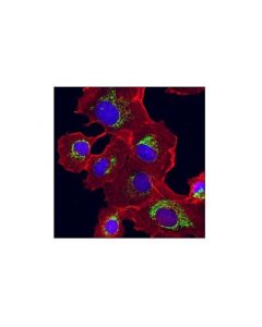 Cell Signaling Phb2 (E1z5a) Rabbit mAb