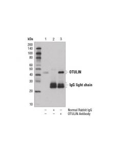 Cell Signaling Otulin Antibody