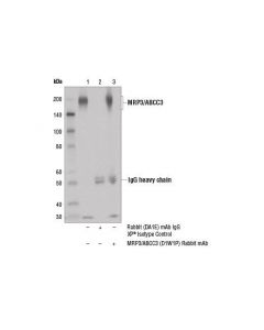 Cell Signaling Mrp3/Abcc3 (D1w1p) Rabbit mAb