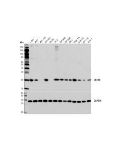 Cell Signaling Ube2c Antibody