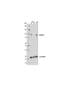 Cell Signaling Gephyrin Antibody