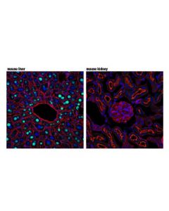Cell Signaling Gckr (D1w9p) Rabbit mAb