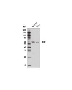 Cell Signaling Fto Antibody